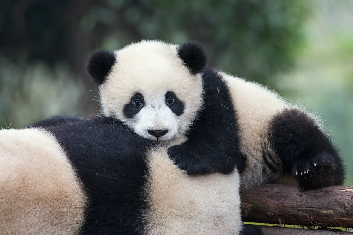 There is a strong bond between a panda mother and her cub. In the wild, young are kept in a natal den for the first three months of their life, after which they are moved to a nearby dense patch of bamboo. © Suzi Eszterhas