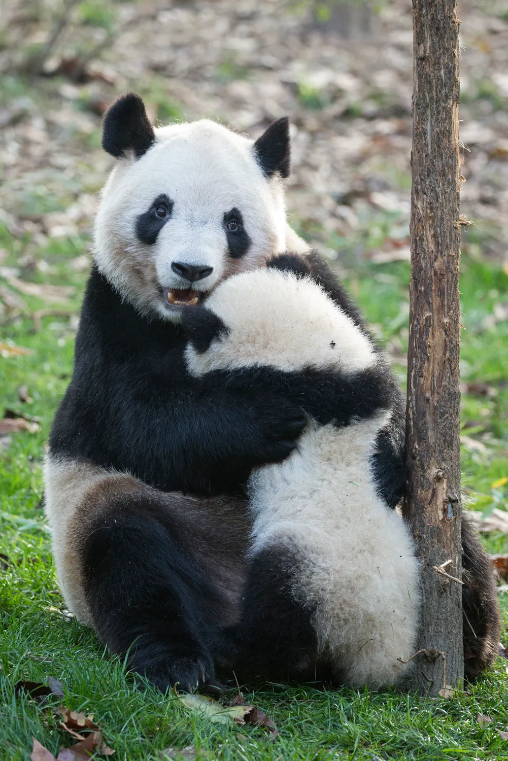 A panda cub will remain with its mother for two to three years before becoming independent. © Suzi Eszterhas
