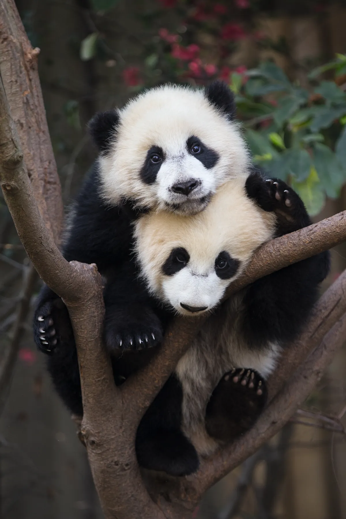 Fifty per cent of panda births result in twins but usually in the wild only one cub survives. © Suzi Eszterhas
