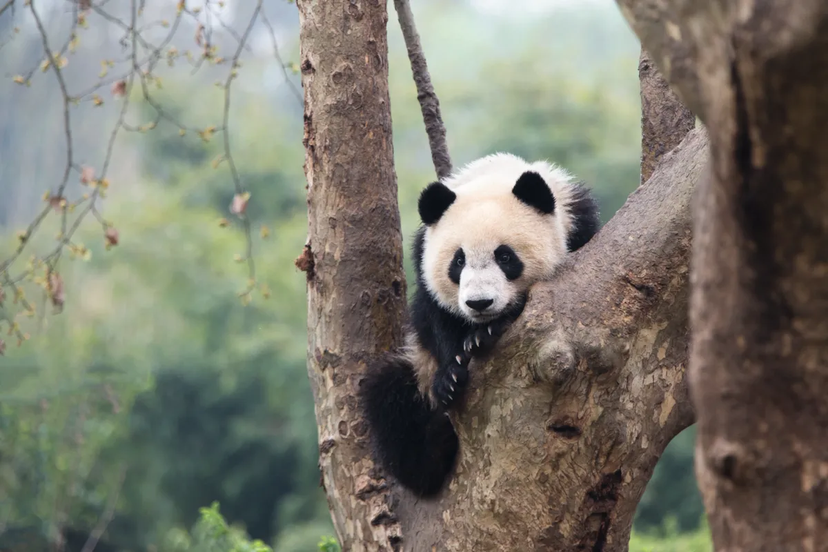 A giant panda sub-adult in a tree at Chengdu Research Base of Giant Panda Breeding. © Suzi Eszterhas