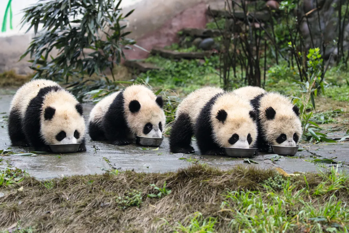Four cubs drink milk from bowls at Bifengxia Base of China Conservation and Research Centre of Giant Panda. © Suzi Eszterhas
