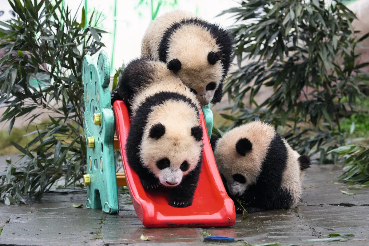 Pandas squeeze down a slide at Bifengxia. Although this behaviour may look cute, the structures serve a purpose by providing enrichment, stimulation and exercise for the growing cubs. © Suzi Eszterhas