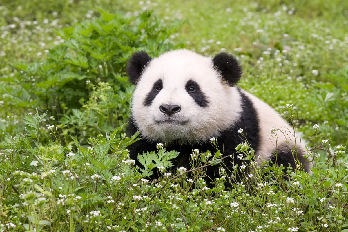 Eastern cultures traditionally regard the panda as a symbol of peace and good fortune ... © Suzi Eszterhas