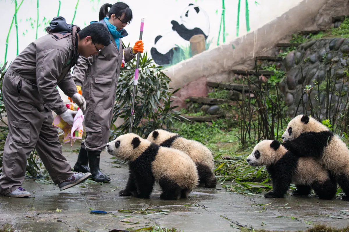 Keepers at Bifengxia must keep enclosures clean. After feeding time staff wipe the milk off the cubs' chins to eliminate the risk of a bacterial infection. © Suzi Eszterhas