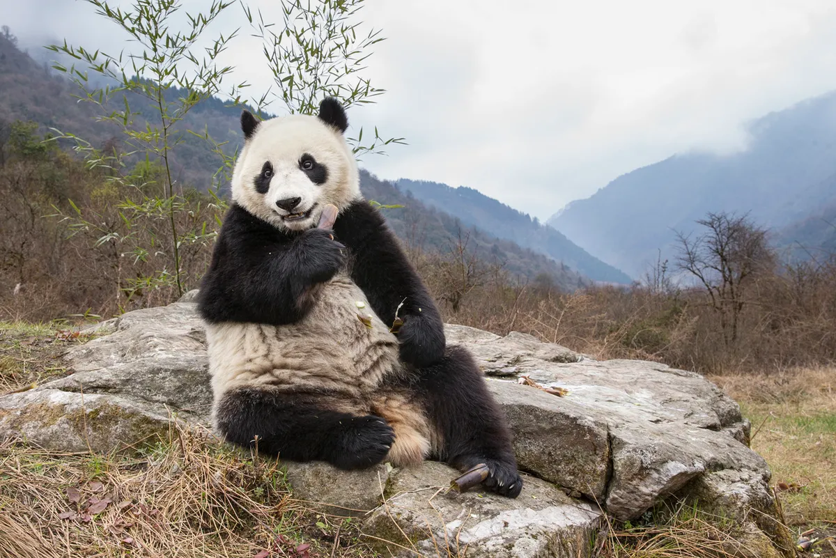 Captive breeding has its challenges because many pandas are not inclined to mate in captivity and there is a short window of opportunity for successful breeding (females only have a single oestrus cycle once a year). © Suzi Eszterhas