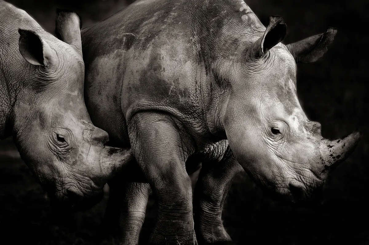 Southern white rhino, Kenya © Piper Mackay, USA
