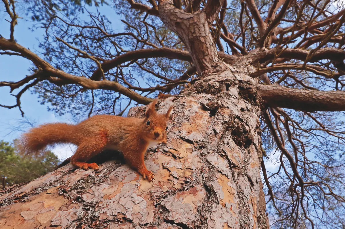 British Seasons category winner: Seasonal Scottish Squirrels - Spring. (Red squirrels) © Neil McIntyre/BWPA