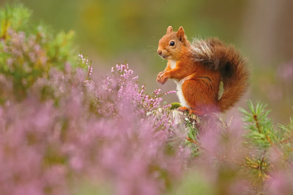 British Seasons category winner: Seasonal Scottish Squirrels - Summer. (Red squirrels) © Neil McIntyre/BWPA
