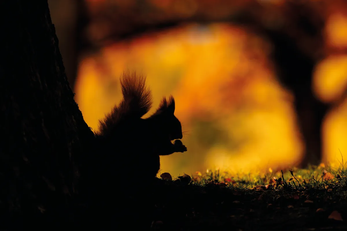 British Seasons category winner: Seasonal Scottish Squirrels - Autumn. Red squirrels) © Neil McIntyre/BWPA