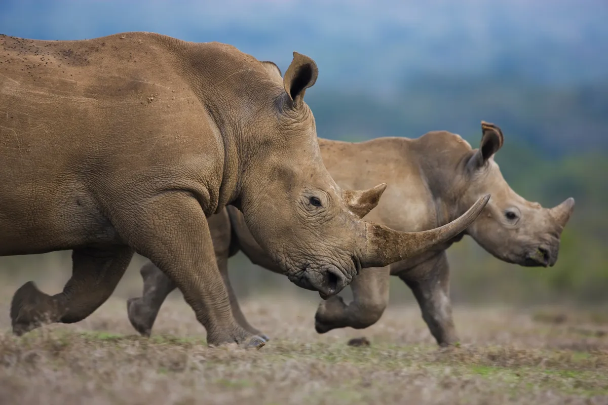 Southern white rhino, Kenya © Theo Allofs, Germany