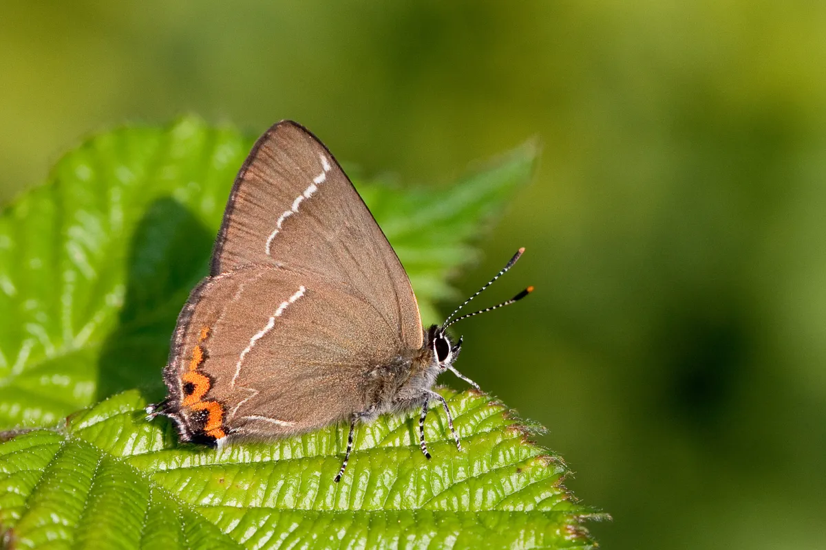 White-letter hairstreak butterfly. © Peter Eeles/Butterfly Conservation