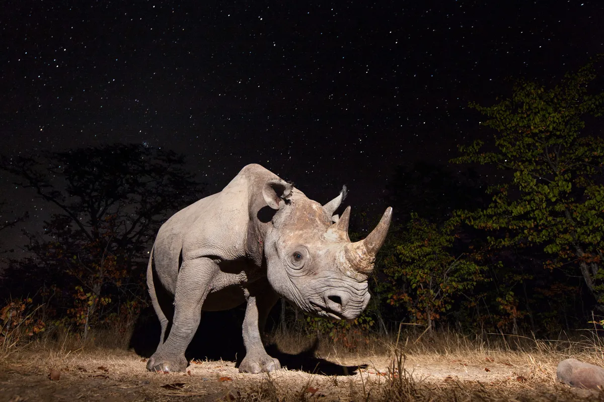 Black rhino, Zambia © Will Burrard-Lucas, UK