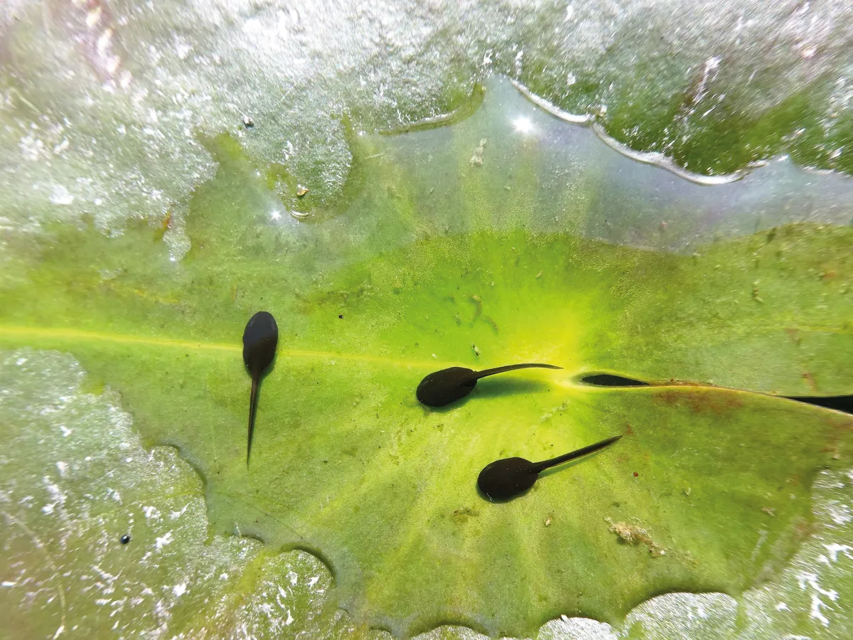 Wild Pix 12-18 years category winner: Eye of the spawn. (Common tadpoles) © Ivan Carter (aged 17)/BWPA