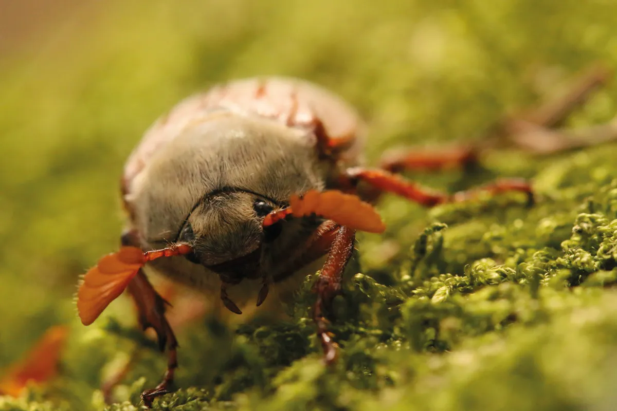 Wild Pix Under 12 years category winner: Who Says Bugs Aren't Cute? (Cockchafer) © Lucy Farrell (aged 9)/BWPA