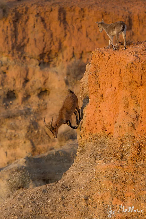 Large, flexible hooves and short legs enable the Iberian ibex to run and leap across the exposed, steep slopes. © Ugo Mellone