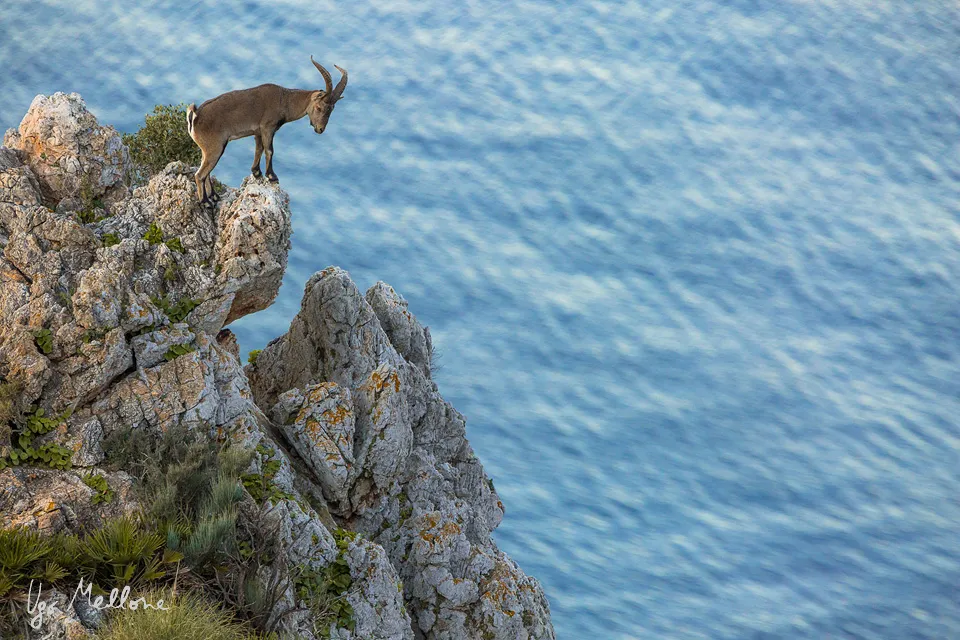 The Iberian ibex is endemic to the Iberian Peninsula and lives in rocky habitats. © Ugo Mellone
