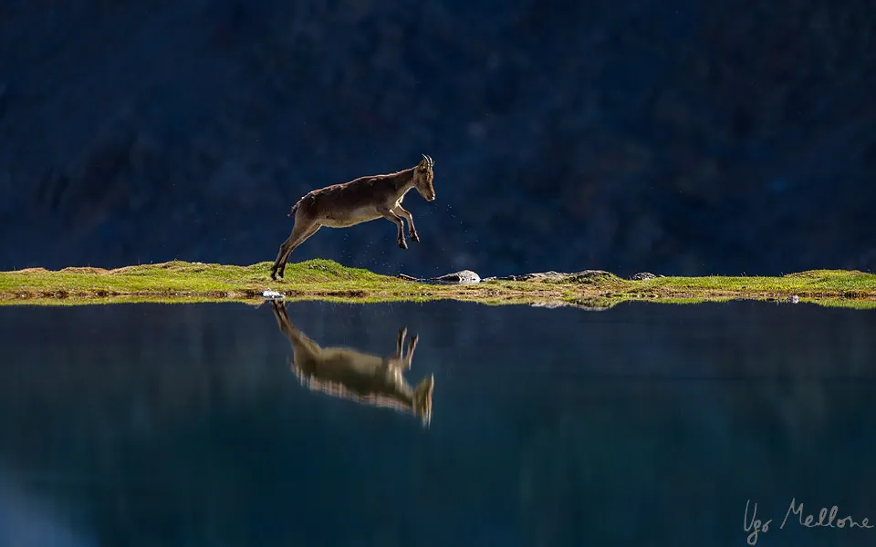 A female ibex runs alongside a mountain lake. © Ugo Mellone