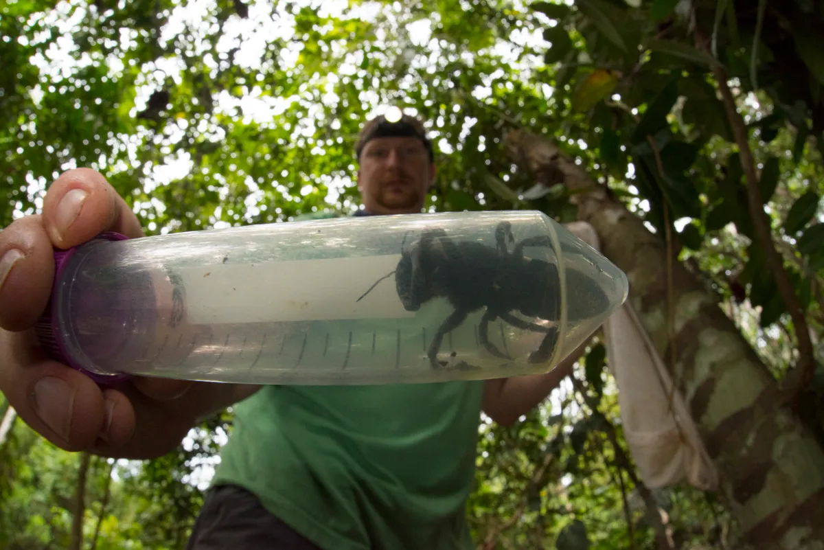 Entomologist and bee expert Eli Wyman with the first rediscovered individual of Wallace’s giant bee (Megachile pluto) in the Indonesian islands of the North Moluccas. © Clay Bolt