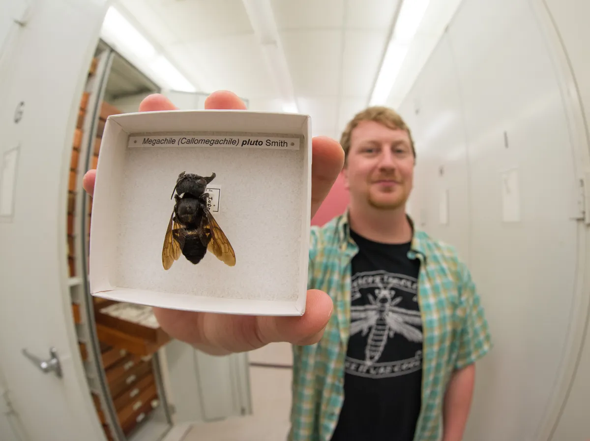 Biologist Eli Wyman with one of the only known specimens of Wallace's Giant Bee (Megachile pluto), which is the world's largest known bee. © Clay Bolt
