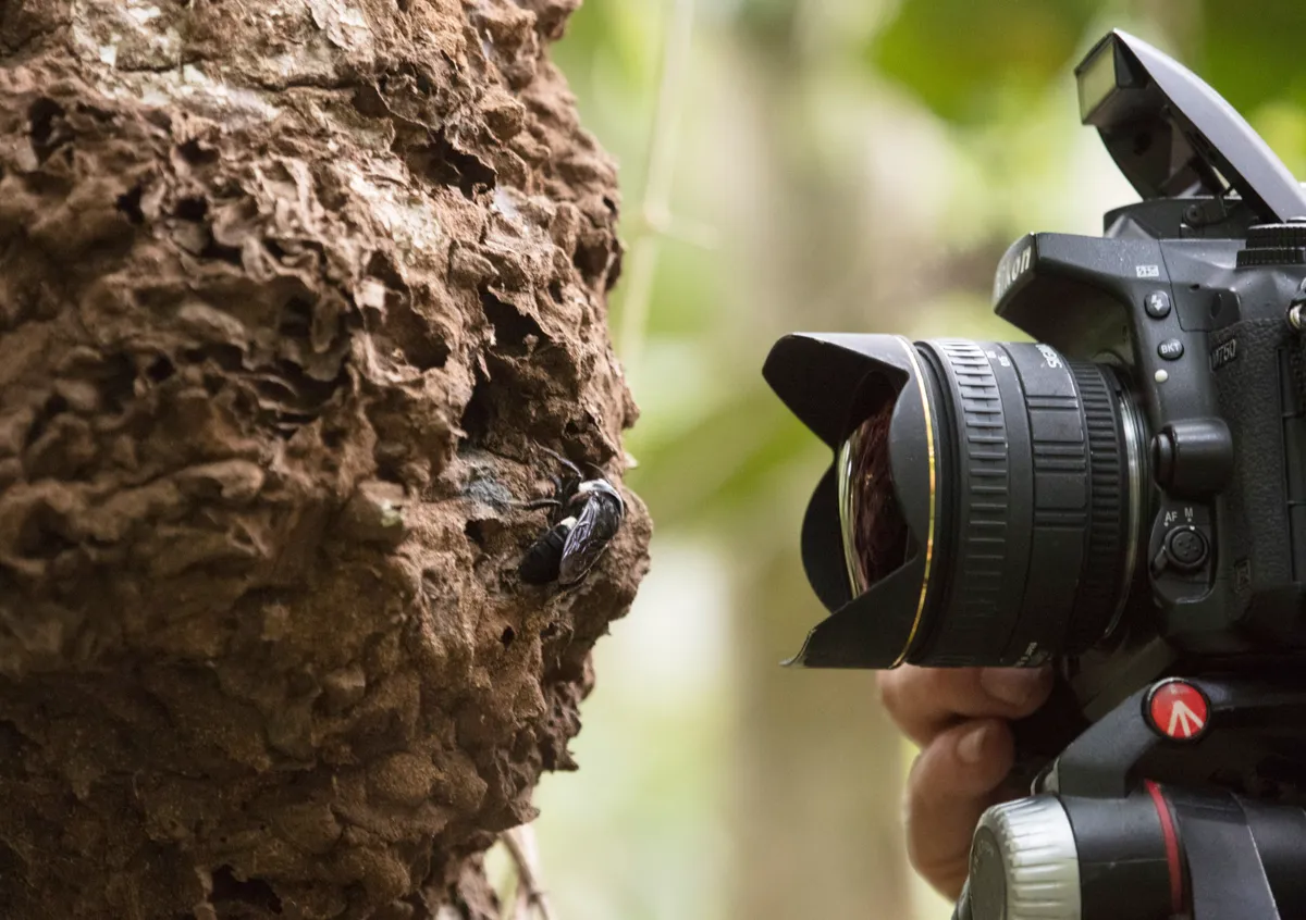 Natural history photographer Clay Bolt makes the first ever photos of a living Wallace’s giant bee at its nest, which is found in active termite in the North Moluccas, Indonesia. © Simon Robson