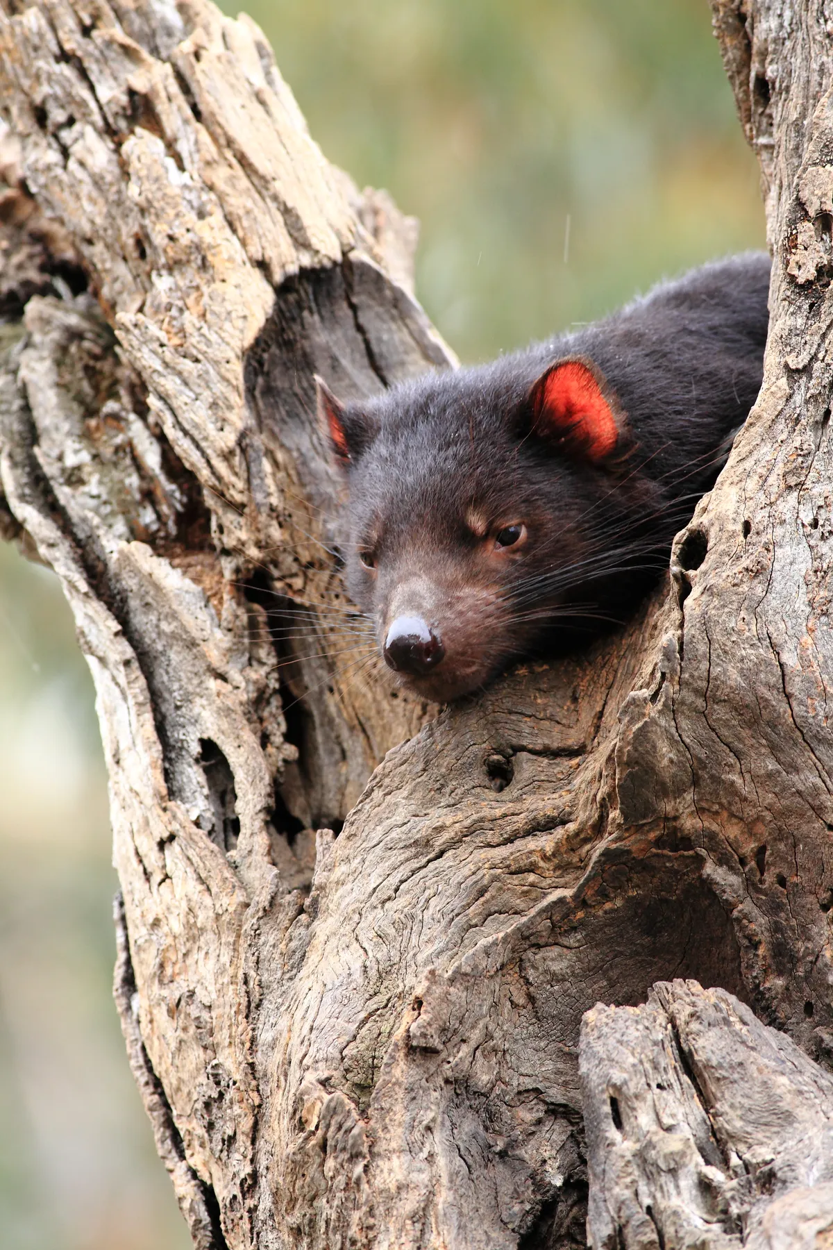 Tasmanian devil. © Terra Mater/Matt Hamilton
