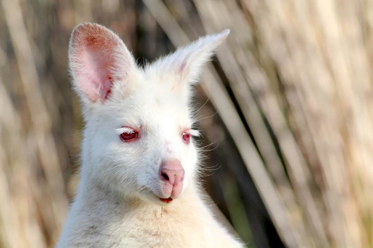 White wallaby. © Terra Mater/Matt Hamilton