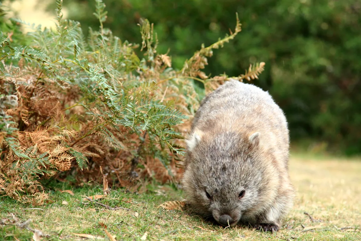 Tasmanian bare-nosed wombat. © Terra Mater/Stephanie Dunleavy