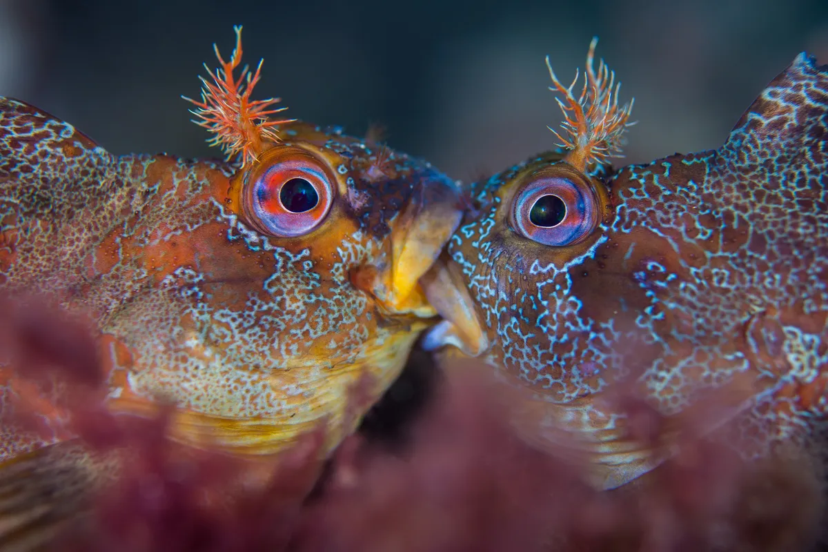 British Waters Macro Category Winner. Battle of the Tompot (Tompot blennies). © Henley Spiers/UPY 2018.
