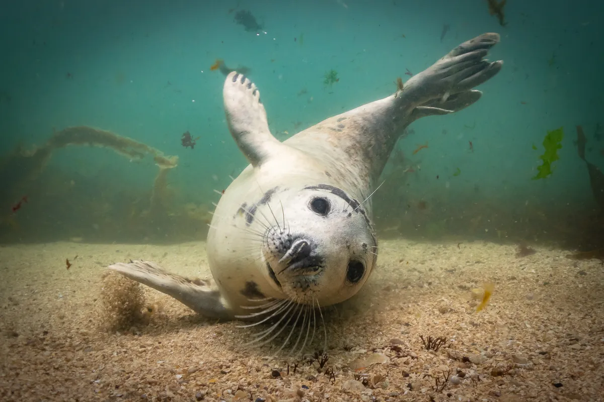 British Waters Compact Winner. Playtime? (Grey seal) © Martin Edser/UPY 2019