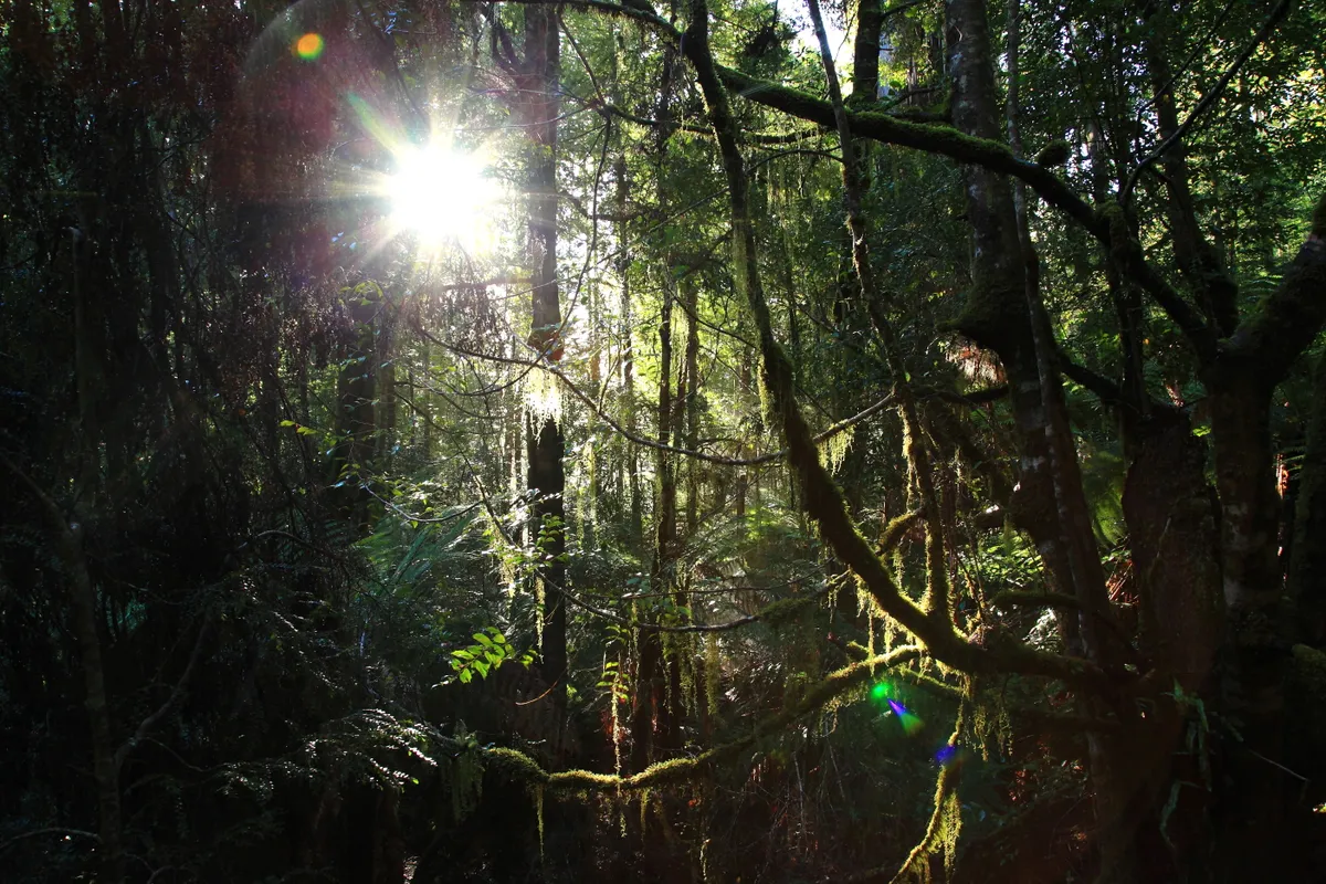 Most of Tasmania's Southwest National Park is covered with temperate rainforest. © Terra Mater/Matt Hamilton