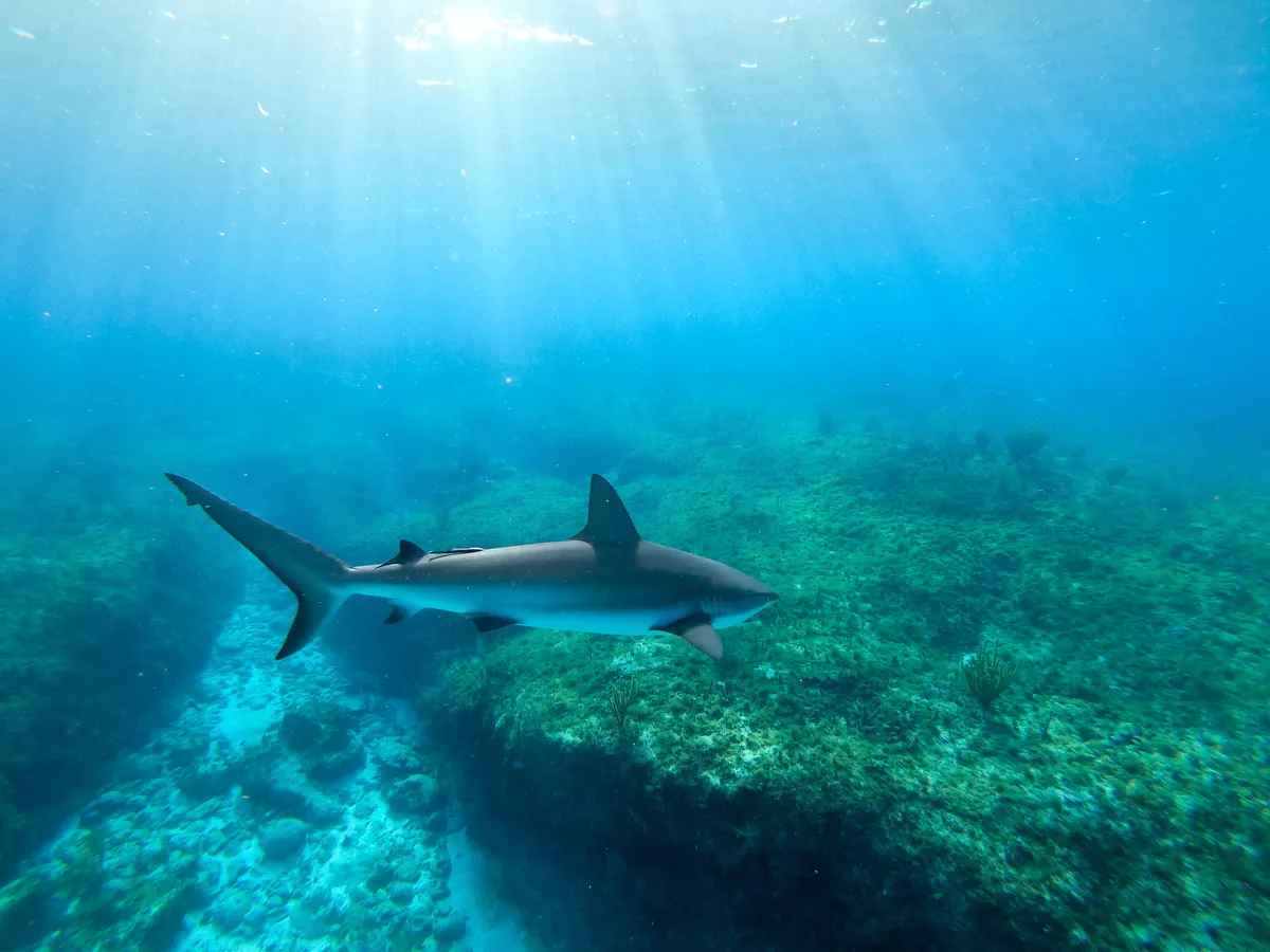 Caribbean reef shark, Bahamas. © Mark McLean/BBC
