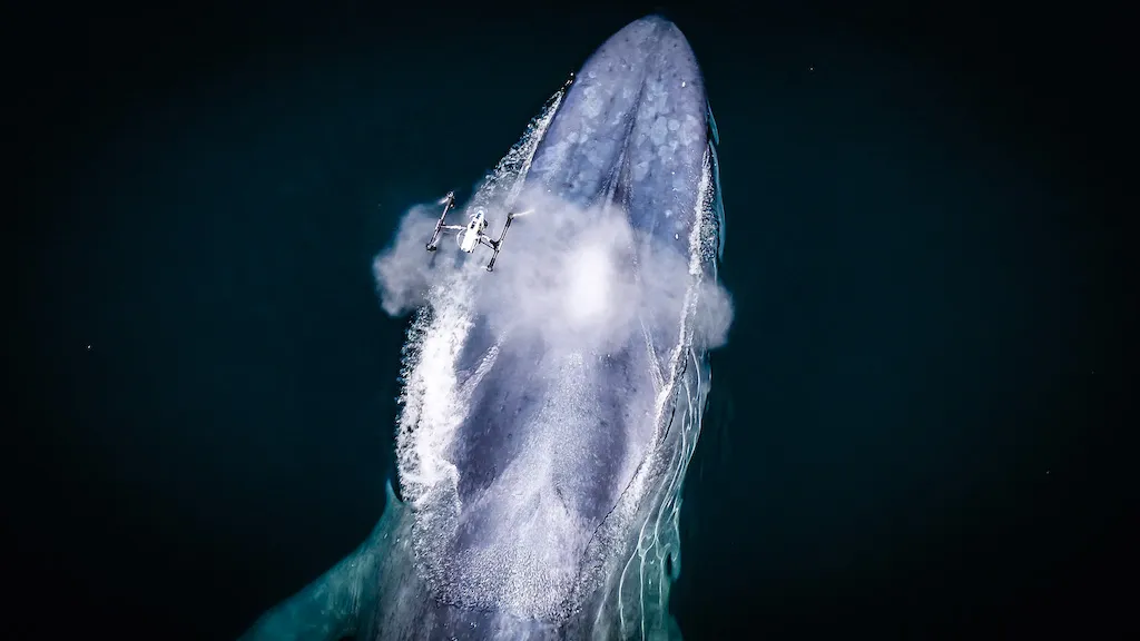 Snot bot is a specially designed drone deployed to fly over whales, under permit, to collect their mucus. © Ocean Alliance/Christian Miller