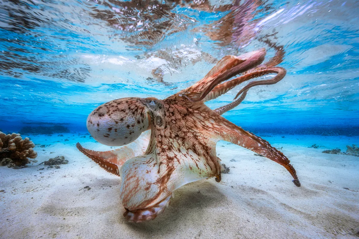 Underwater Photographer of the Year 2017. Dancing Octopus. © Gabriel Barathieu/UPY 2017