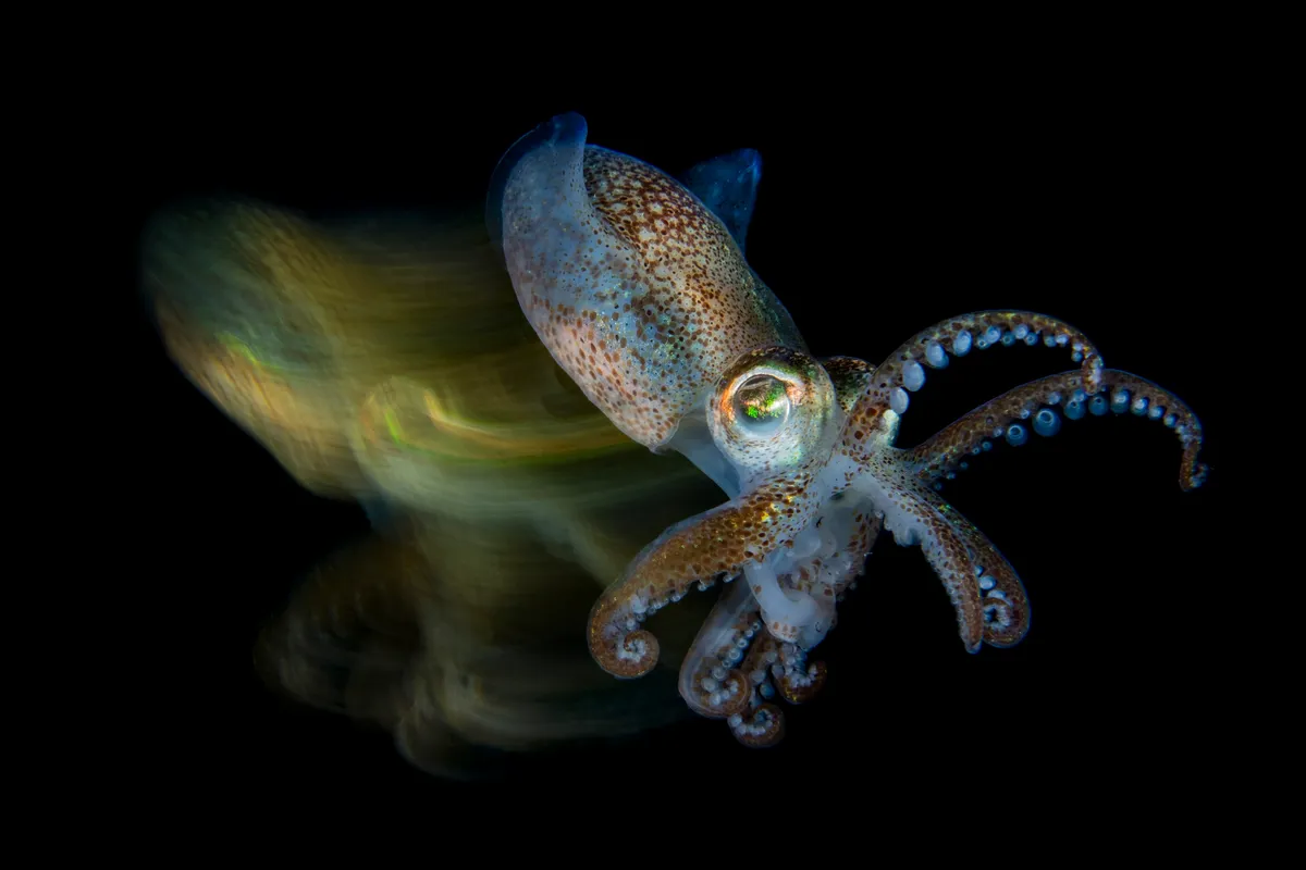 Macro Category Winner. Fast cuttlefish (Sepiola sp.). © Fabio Iardino/UPY 2019