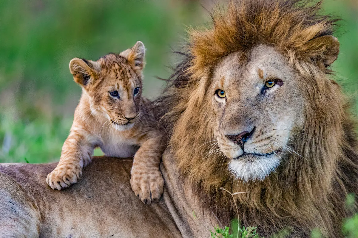 Askari the lion with cub. © Animal Planet