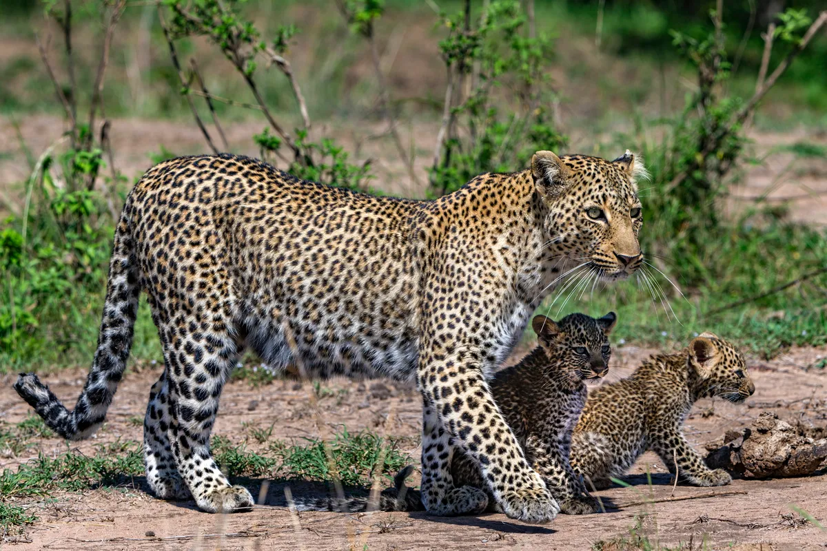 Bahati the leopard with her two cubs. © Animal Planet