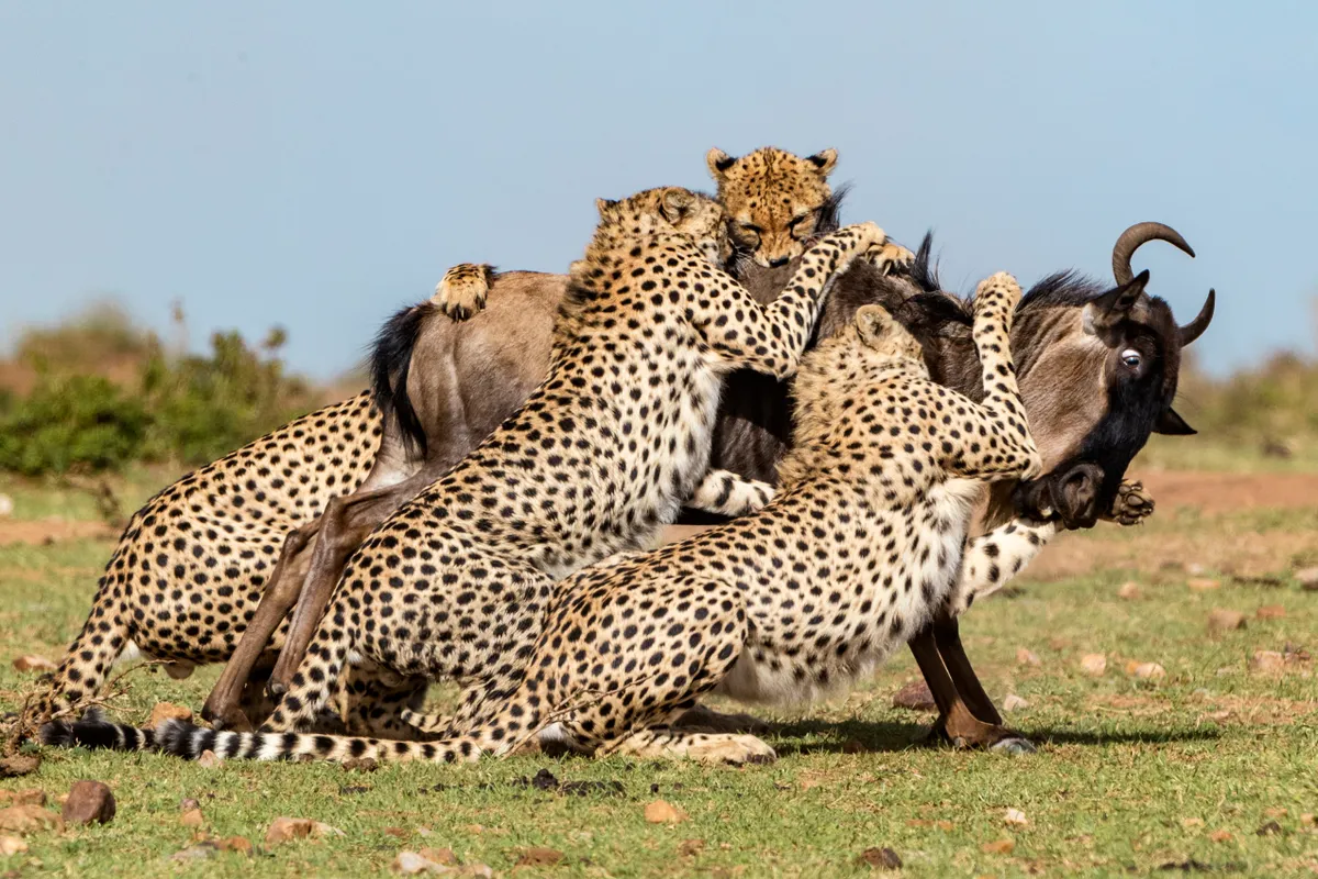 The five Cheetah Boys taking down a wildebeest. © Animal Planet
