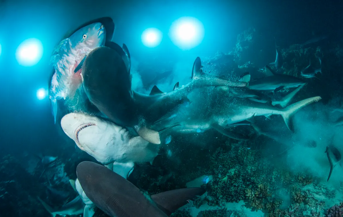Behaviour Category Winner, also Underwater Photographer of the Year and British Underwater Photographer of the Year 2019. The Gauntlet (parrotfish and grey reef sharks). © Richard Barnden/UPY 2019