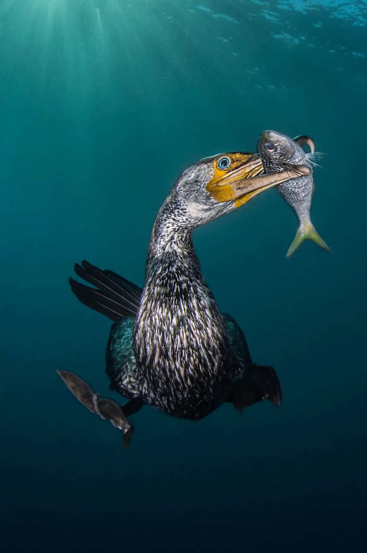 Behaviour Category Winner. The fisherman (Asiatic cormorant). © Filippo Borghi/UPY 2018.