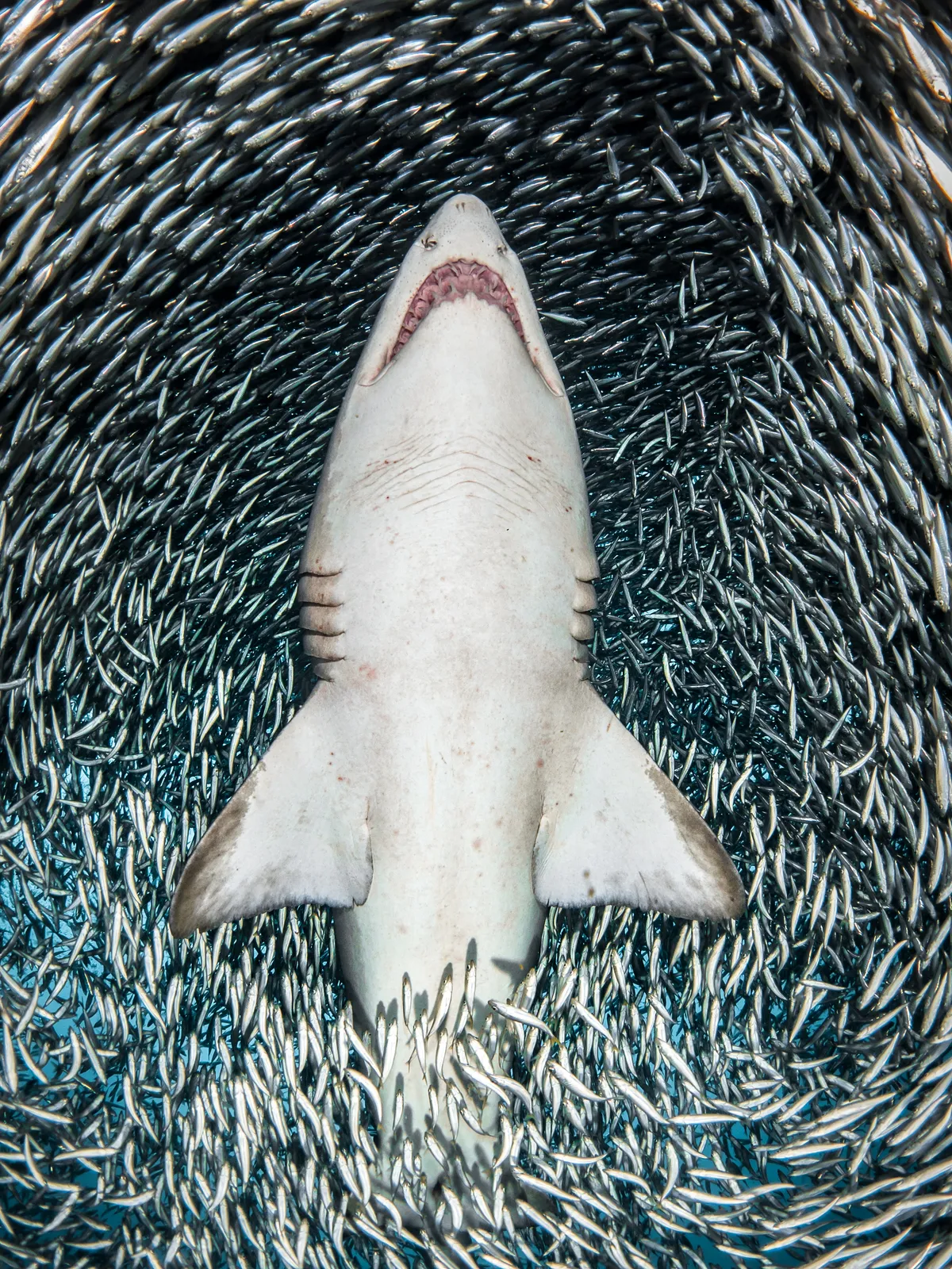 Portrait Category Winner. A sand tiger shark surrounded by tiny bait fish. © Tanya Houppermans/UPY 2018.