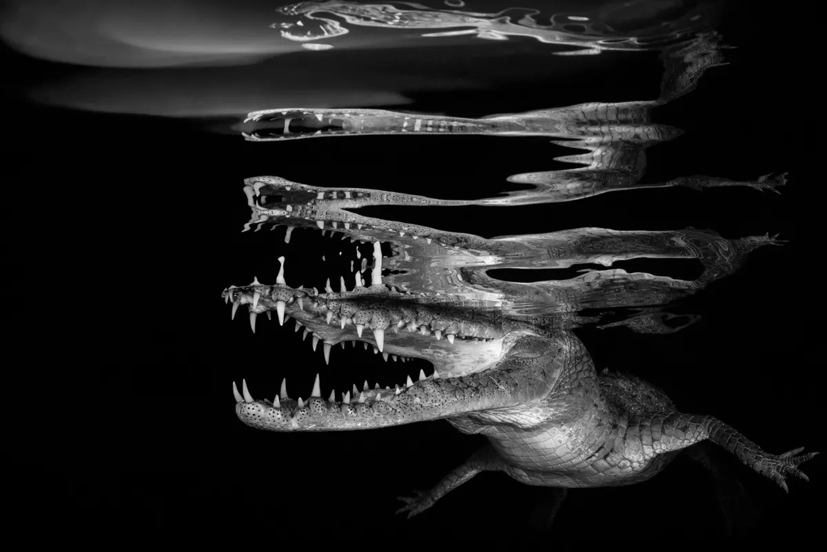 Black & White Category Winner. Crocodile reflections (seawater crocodile). © Borut Furlan/UPY 2018.