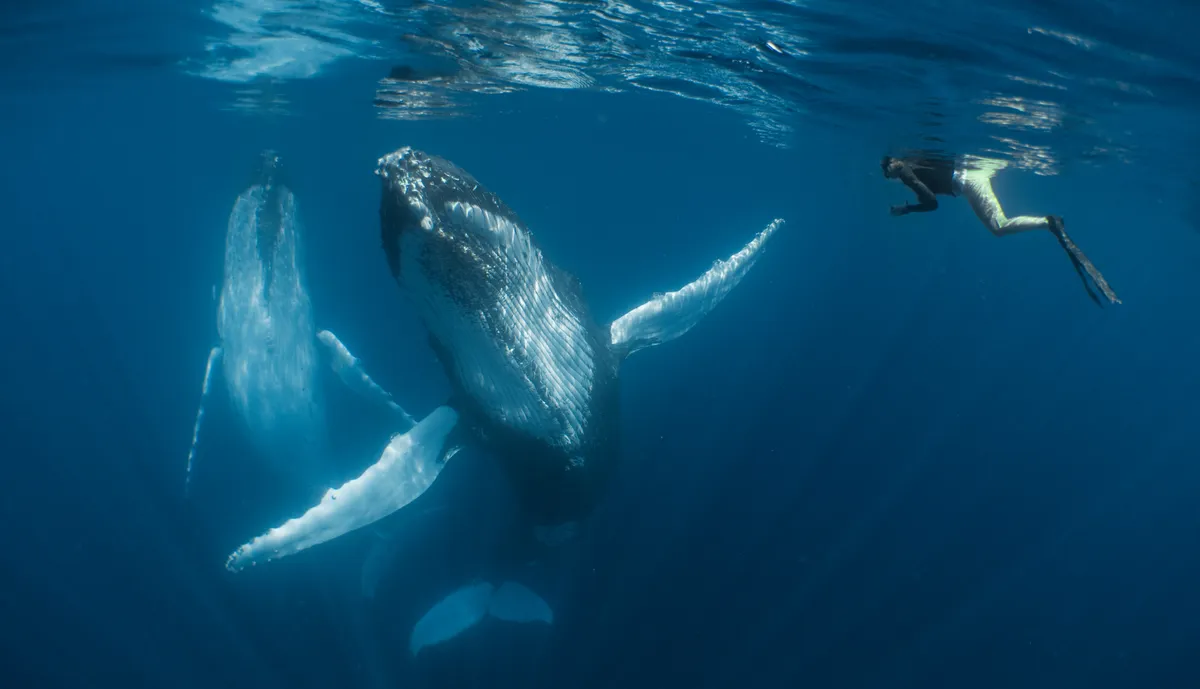 Compact Category Winner. Dancing with the giants (Humpback whale). © Simone Matucci/UPY 2018.