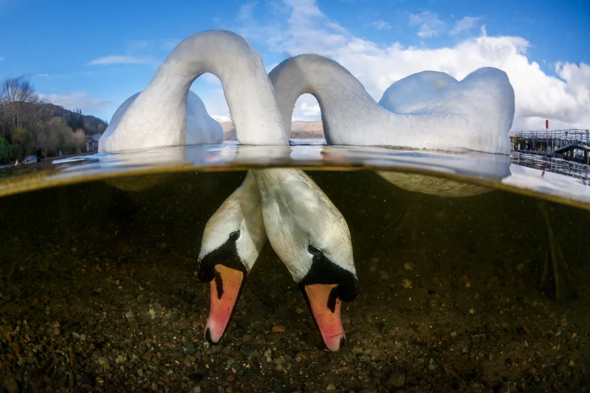 British Underwater Photographer of the Year Category Winner. Love Birds (Swans). © Grant Thomas/UPY 2018.