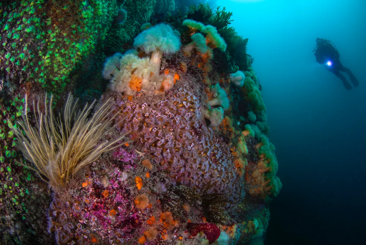 British Waters Wide Angle Category Winner. Off the wall (jewel anemones). © Robert Bailey/UPY 2019