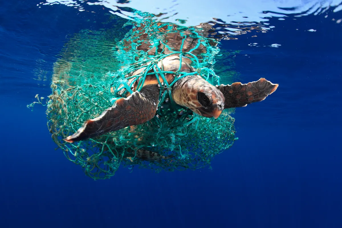 Marine Conservation Category Winner. Caretta caretta turtle. © Acevdeo/UPY 2019