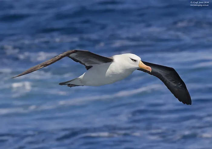 Campbell albatross. © Hookpod