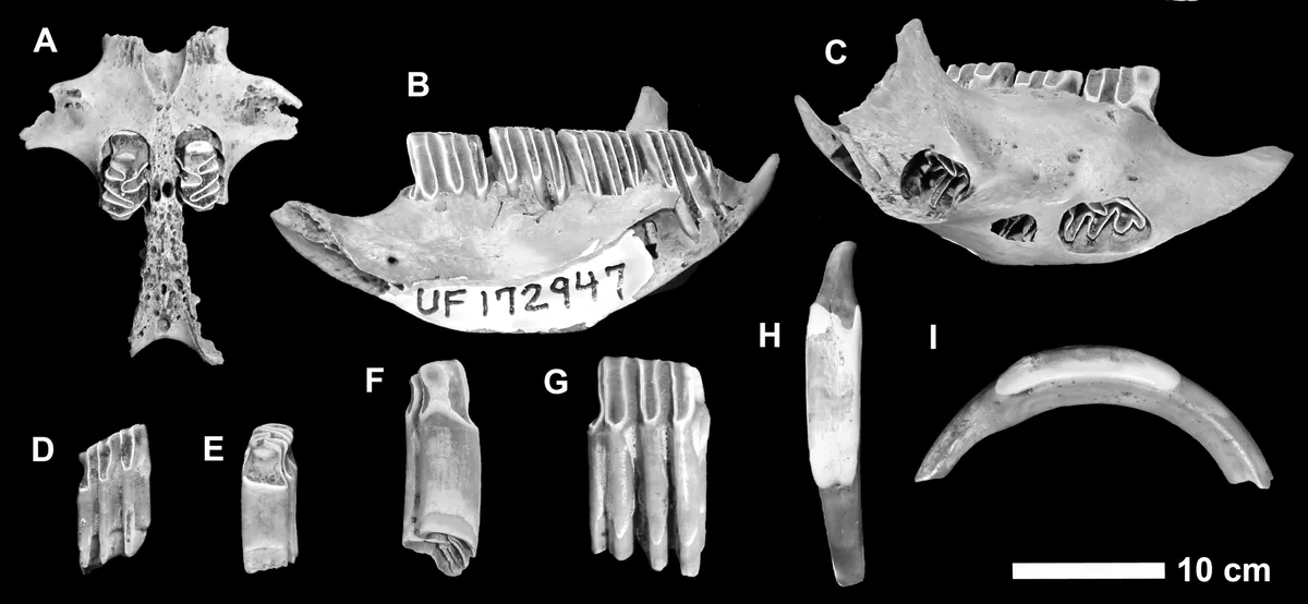 Capromyid or hutia fossils that were digested by Cuban crocodiles, found in Queen Elizabeth II Botanic Park, Grand Cayman. © NMMNH