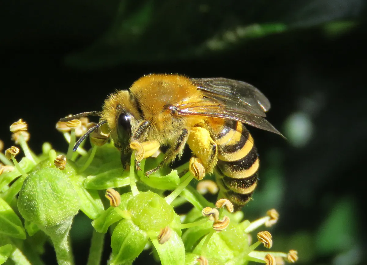 Ivy bee Colletes Hedarae. © Steven Falk