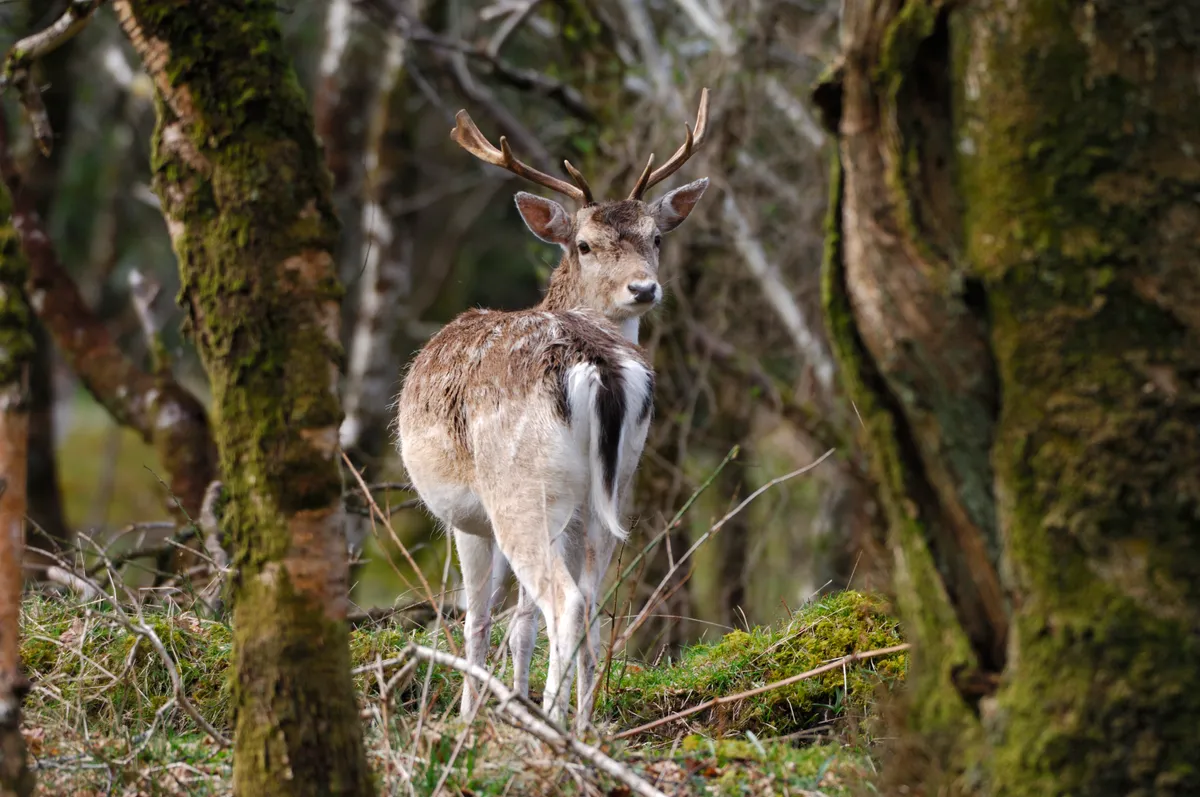 Fallow deer. © Laurie Campbell