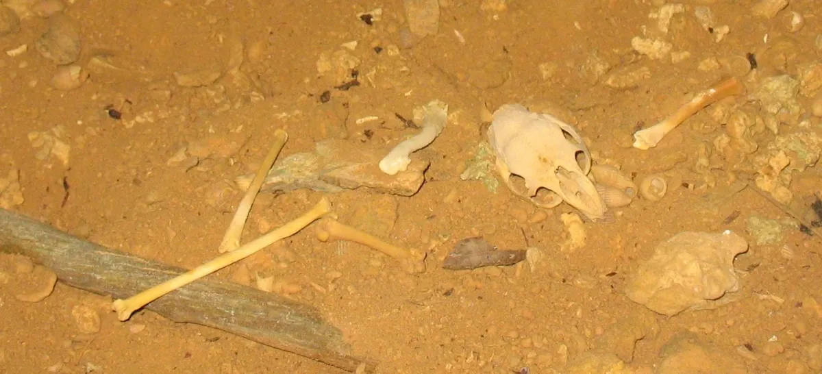 Fossils of capromys skull and limbs and bird bones found in Little Cayman. © NMMNH